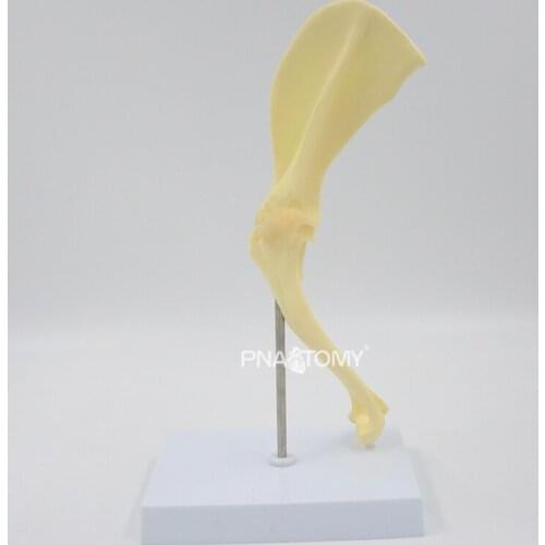 Canine Shoulder Anatomy Model Dog Skeleton Joint and Ligaments Animal Anatomical Tool Medical Sciences Educational Equipment
