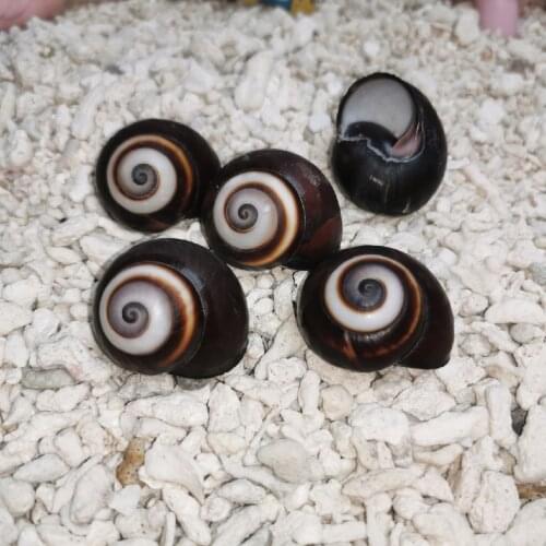 Natural shell conch oxeye snail home decoration hermit crab replacement shell photography props childrens gift