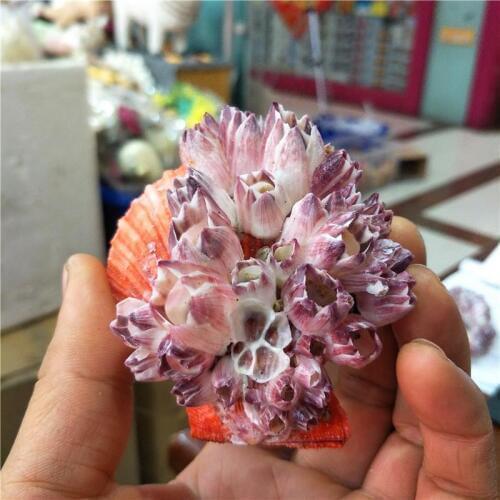 5pcs per lot of natural conch shell scallop shell 7-13 cm collectibles shells Jewelery Craft Accessories DIY