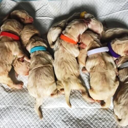 12PCS Pet Dog Cat Identification Collar Adjustable Pet Id Collar Mark Neck Strap For Dogs Cats Skin Friendly Accessories Goods