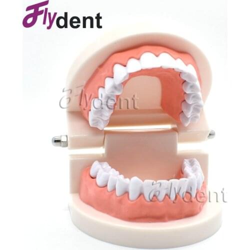 1 Piece Teeth Model Dentist student Model for Teaching Dentistry Material Dentist Tools Dental Lab Model