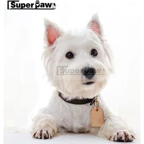 Fashion Pet Dog Leather Collar Leash Set for Small Medium Large Dogs Puppies Outdoor Pet Dog Cat Cats Leading Accessories ZLL11