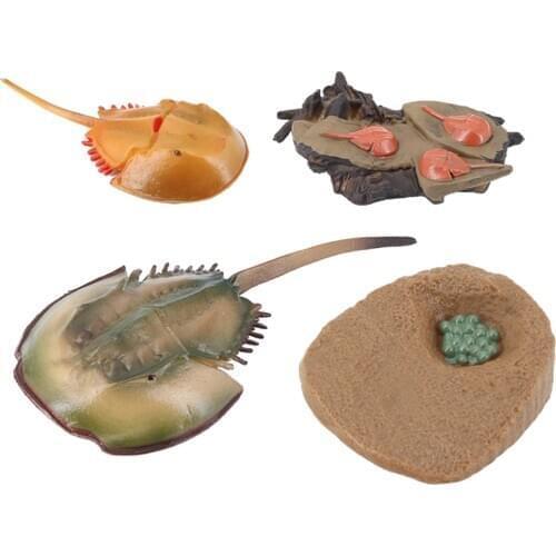 NATURE GROWTH TOY ANIMAL GROWTH CYCLE TEACHING AIDS REALISTIC