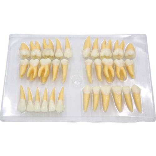 Tooth two-color isolated tooth dental model oral teaching 2.5X carved teeth dental tooth model 32pcs