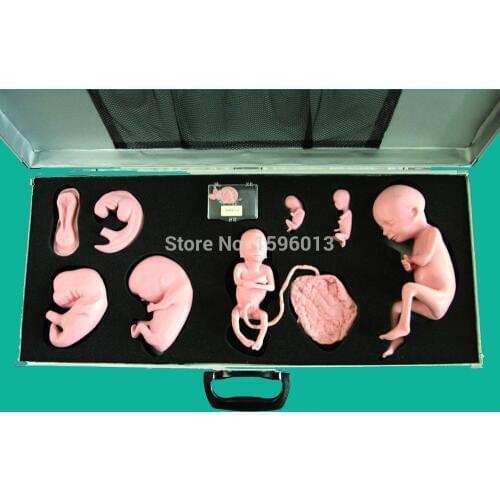 Advanced Embryo Development Process Simulator, Fetus Development Process model
