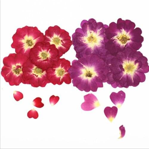 100pcs Pressed Dried Chinese Rose Flower Plants Herbarium For Wedding Party Pendant Necklace Craft DIY Accessories