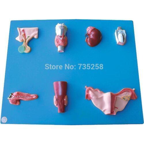 Endocrine Organ Model,Model of Human Organs,Pituitary Thyroid, Adrenal Testicular Endocrinology Teaching Model