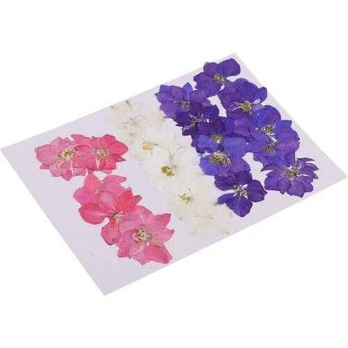 Variety Pressed Real Natural Dried Flowers Organic DIY Floral Decor Arts Crafts