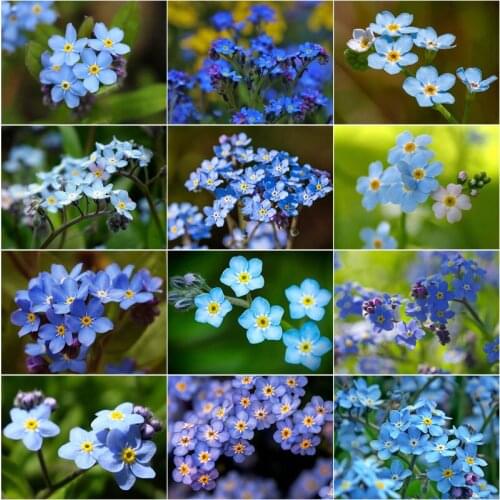 Diy 5D Diamond Embroidery Mosaic Little Blue Flower Paintings Full Rhinestone Natural Plants Picture Wall Art Home Decoration