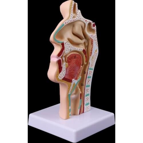 Human Anatomical Nasal Cavity Throat Anatomy Model Teaching Tool M5TE