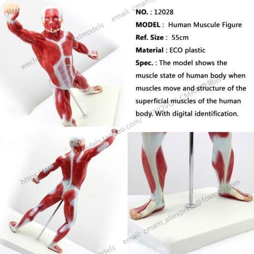 CMAM/12028 Muscle, 55cm, full body, red, Plastic Human Body Muscle Teaching Anatomical Model