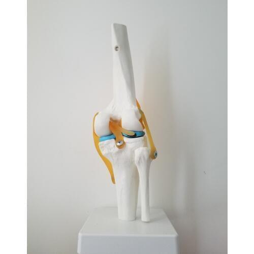 1:1 Human Knee Joint Kits Skeleton skull Model veterinaria Anatomy medical supplies