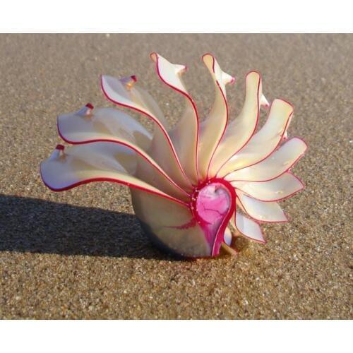 Rose Nautilus natural conch shell ornaments gifts Home Furnishing fossil rare collection of four famous