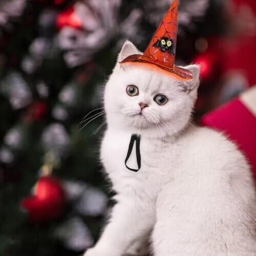 Funny Cat Costume Halloween Wizard Hat Disguise Accessories Pumpkin Hat-Dog Cat Witch Wizard Hat for Halloween Parties Costumes