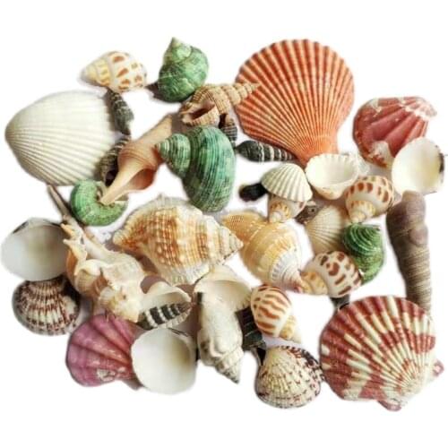 Aqumotic 500g Shell Union Mix Natural Sea Shells Conch Beach Decor Craft Diy Marine Style Fish Tank Seashells Embellishment
