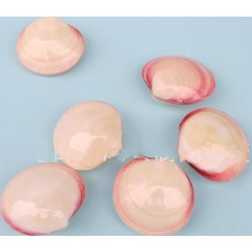 Natural shell decoration sector together small shells conch shell powder together crafts