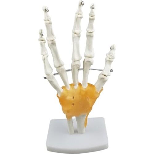 Human Hand Joint Anatomy Skeleton Structure Model Lab Demonstration