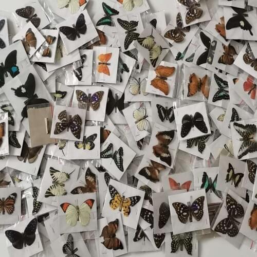 10Pcs Natural Real Natural Unmounted Butterfly Specimen Artwork Material Colorful Mixed Le Papillon Home Decoration DIY