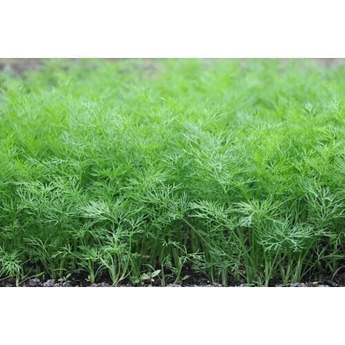 Агрохолдинг "ПОИСК" Dill Seeds
