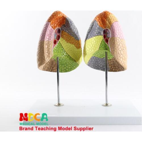 Human Anatomical Lung Model MFB002