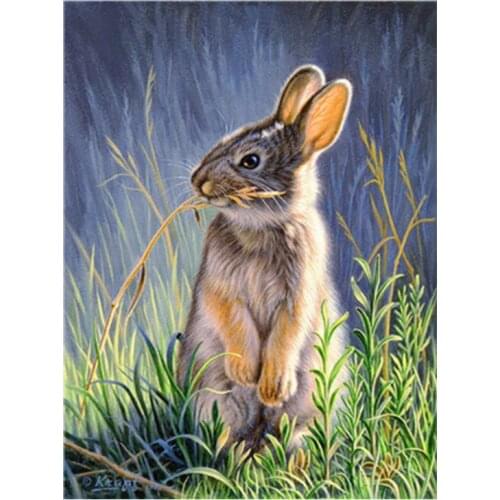 Rabbit Digital Oil Painting By Numbers Canvas Wall Picture DIY Hand Painted Art 203C