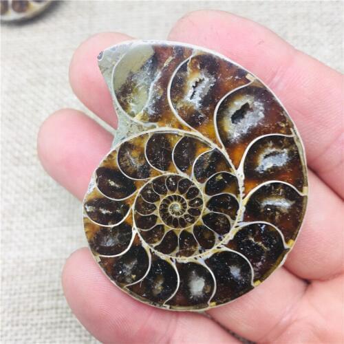 AAA4.7-5cm Natural AMMONITE PRETTY NAUTILUS MADAGASCAR FOSSIL SPECIMEN HEALING free shipping