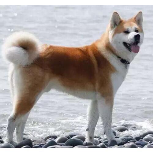 DIY Diamond Embroidery,Animal Akita dog Pet Customized,5Diamond Painting,Cross Stitch,3D,Diamond Mosaic,Needlework,Christmas