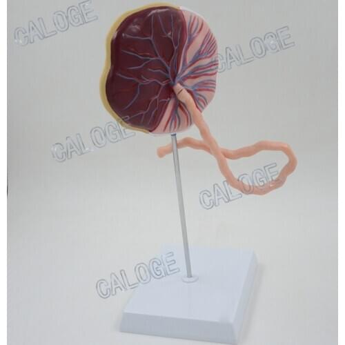 Free shipping&Human placenta umbilical cord model,pregnancy embryo, obstetrics and gynecology specimens