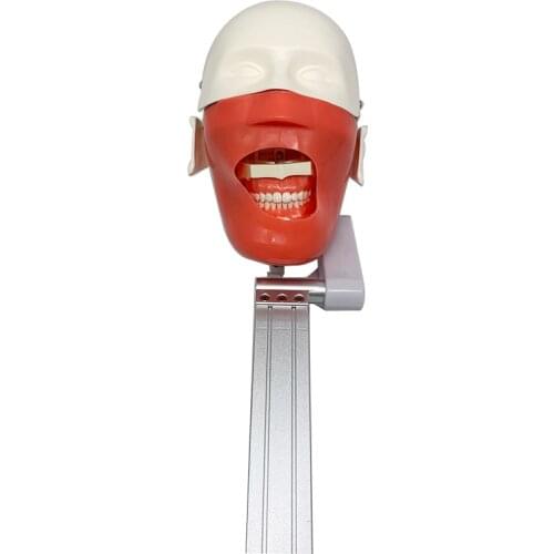 Dental Training Teeth Head Model Dental Phantom Head Simulation Install To Dental Chiar Dentist Practise Model