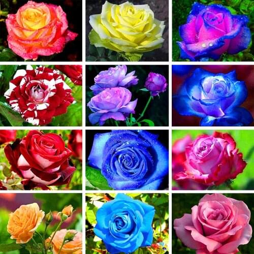 5D DIY Diamond Painting Flower Cross Stitch Kit Rhinestone Picture Full Diamond Embroidery Inlaid Mosaic Home Decoration Gift