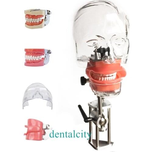 Head Model Dental simulator4000074621961 phantom head model with new style bench mount for dentist teaching model