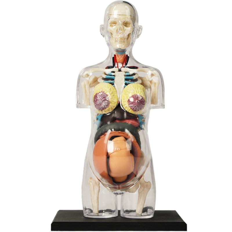 Pregnancy 4d master puzzle Assembling toy human body organ anatomical model medical teaching model