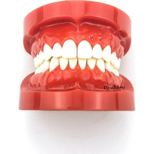 Adult Standard Typodont Demonstration Teeth Model #7004 #7008 Dental Study Teach Model
