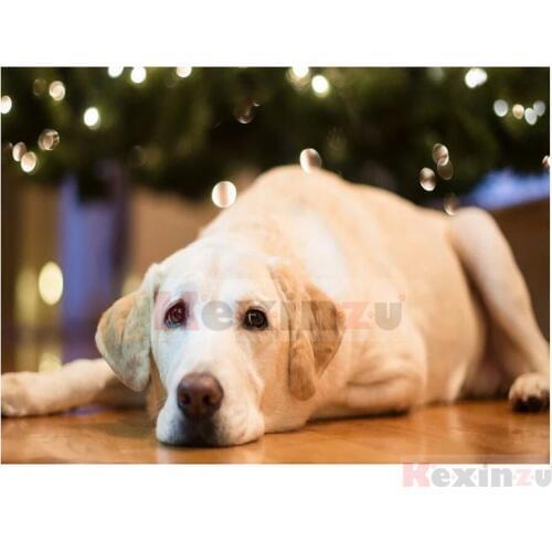 5D DIY Full Square/Round Drill Diamond Painting "Animal Dog" Embroidery Mosaic Cross Stitch Wall Stickers Decor Gift SFD08