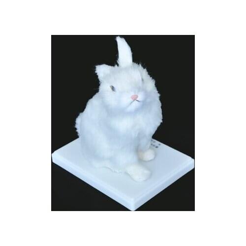 Simulation rabbit shape model biomedical teaching ornaments