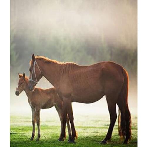 5D DIY Diamond Painting Square Round Diamond Animal Picture Double Horse Picture Cross Stitch Mosaic Embroidery Home Gift WG2782