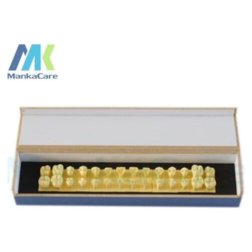 Showing 1 times natural size which can show the anatomical shape very clearly. A set of 28 teeth.Made of imported resin