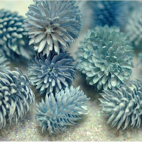 100pcs Dried Preserved Flower Echinops Sphaerocephalus For Wedding Party Home Hotel Decoration DIY Bouquet Project Accessory