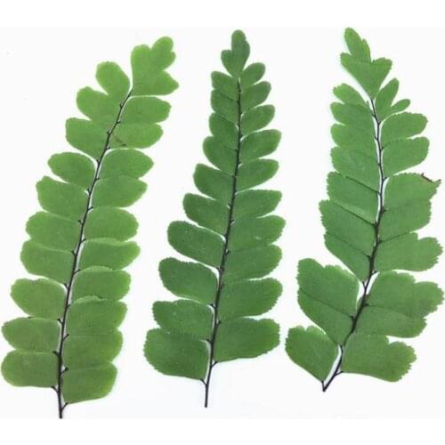 60pcs Pressed Dried Adiantum Capillus-veneris Leave Flower Plants Herbarium For Jewelry Postcard Phone Case Invitation Card DIY