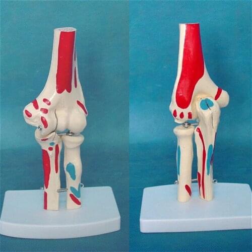 1:1 elbow joint Bone model Medical explanation of human skeleton Teaching