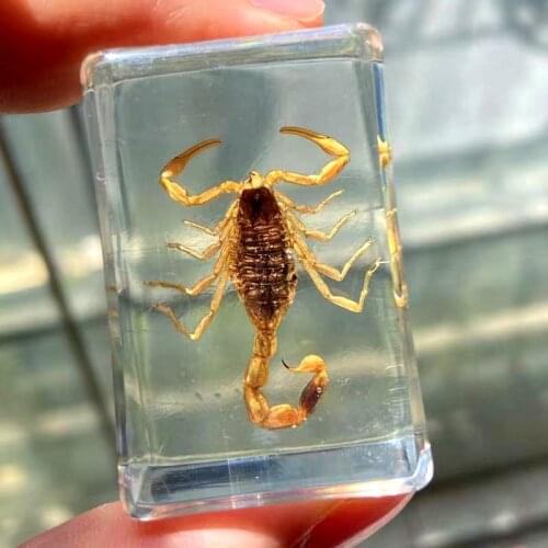1 Piece Insect Artificial Amber Ornaments Water Drop Shaped Scorpion Locust Specimen Crafts Mascot Gift Decoration Accessories