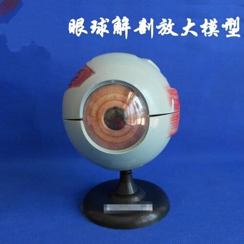 Eyeball anatomical model Eyeball anatomy magnified model Biology teaching equipment