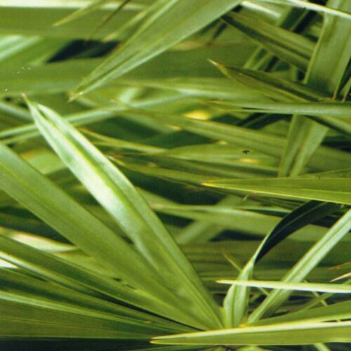 CSMD198-1 1M*10M green camo leaves hydrographic film water transfer printing films