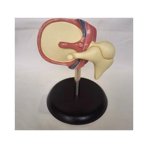 Human cochlea enlarge model Cochlear anatomy Medical teaching model free shipping