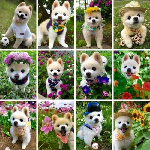 HUACAN Diamond Painting Kit Dog Flower Decor Home Diamond Embroidery Mosaic Animal Floral Wall Sticker