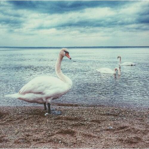 LIPHISFUN Needlework Diamond Painting 5D Embroidery Square/round Full Drill Home Decoration Geese