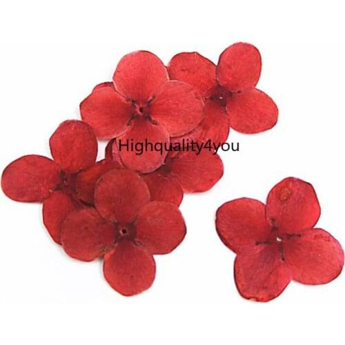 12pcs Dried Pressed Red Lxora Chinensis Lam Flower Plant Herbarium For Jewelry Postcard Invitation Card Bookmark Phone Case DIY