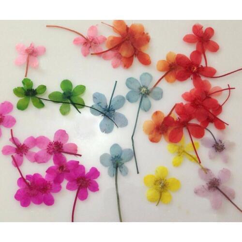 100pcs Pressed Dried Water Lily Flower Plant Herbarium For Jewelry Postcard Phone Case Craft Making Accessories