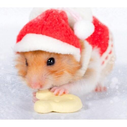 Cute Hamster Clothes Dress Hat Set Hamster Clothing Photo Decor Small Animal Squirrel Rats Christmas Clothes Accessories S M L