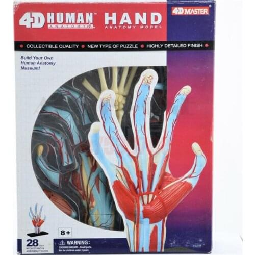 4D Master Human skull hand anatomy skeleton anatomical spine bone model ps4 esqueleto humano anatomia with denture teeth